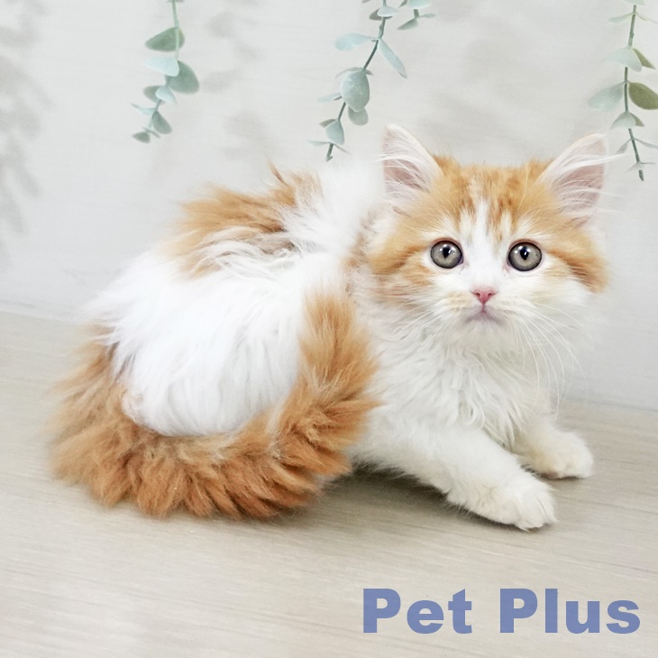 埼玉県のスコティッシュフォールド (ペットプラス 羽生店/2025年9月15日生まれ/男の子/レッドタビーホワイト)の子猫