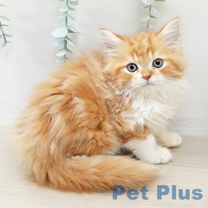 千葉県のスコティッシュフォールド (ペットプラス 柏店/2025年9月15日生まれ/男の子/レッドタビーホワイト)の子猫の1枚目の画像