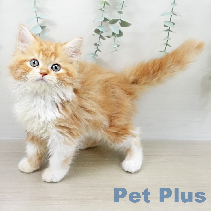 千葉県のスコティッシュフォールド (ペットプラス 柏店/2025年9月15日生まれ/男の子/レッドタビーホワイト)の子猫の2枚目の画像