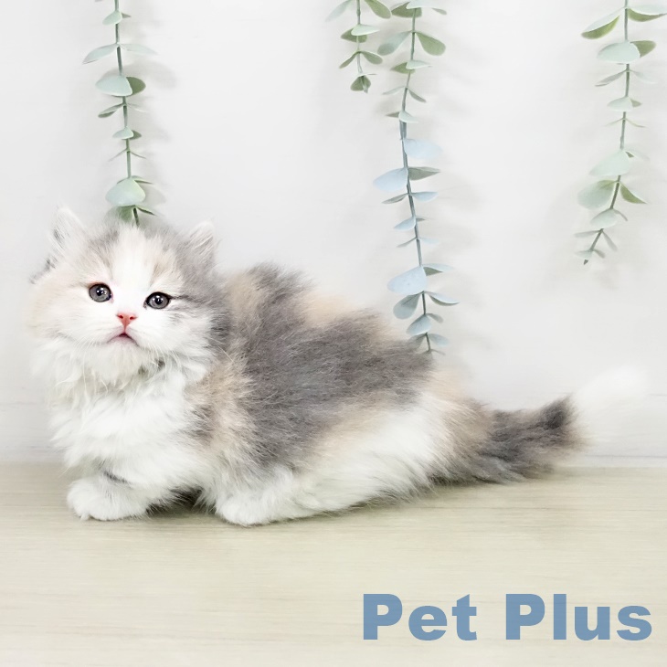 マンチカンの写真2