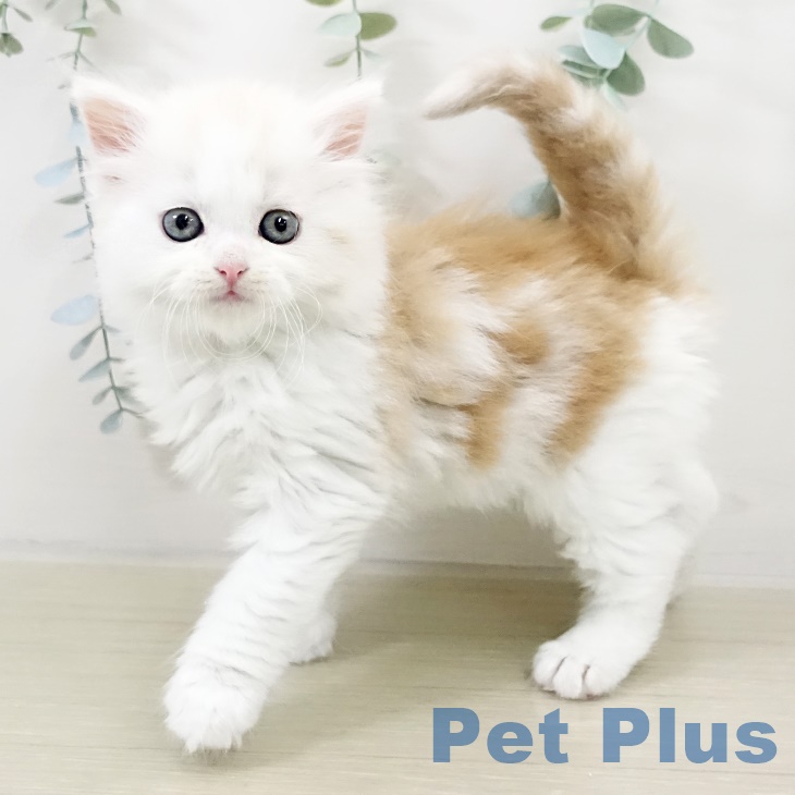 東京都のスコティッシュフォールド (ペットプラス 立川高島屋S.C.店/2025年9月15日生まれ/男の子/クリームタビーホワイト)の子猫