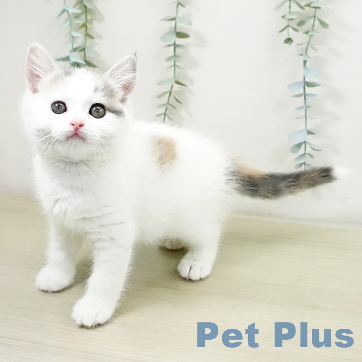 スコティッシュフォールド