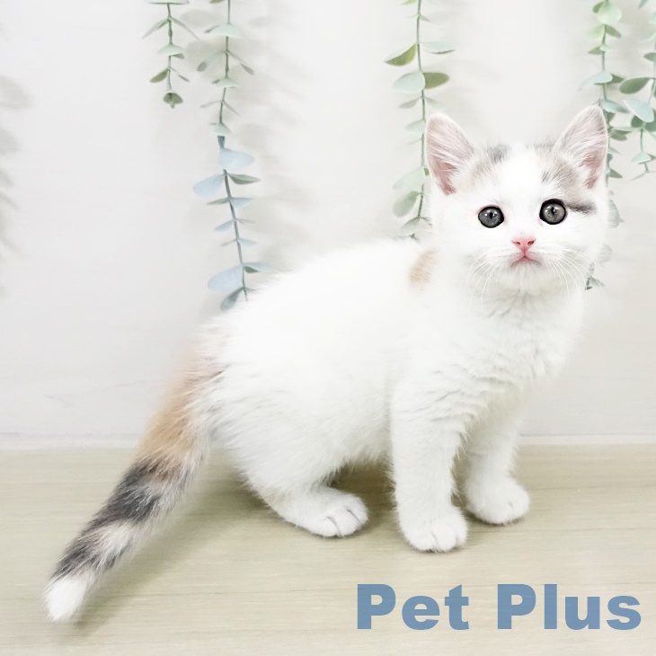 スコティッシュフォールドの写真2