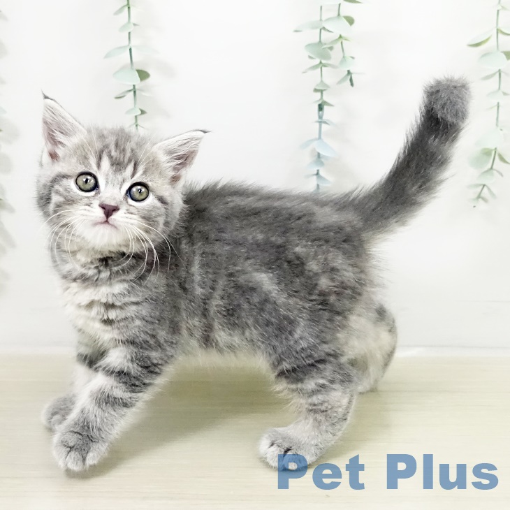 スコティッシュフォールド