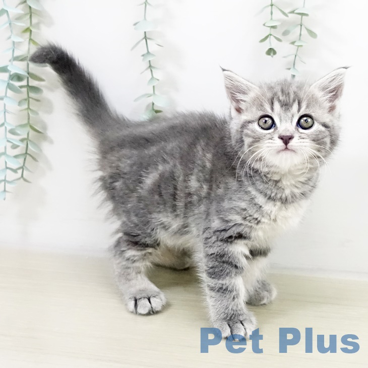 スコティッシュフォールド