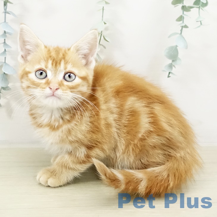 アメリカンショートヘア