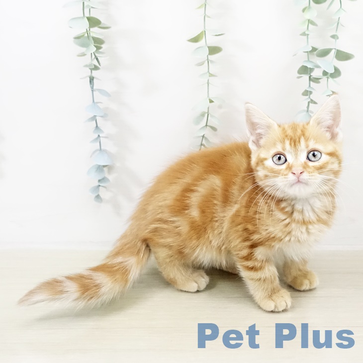 アメリカンショートヘアの写真2