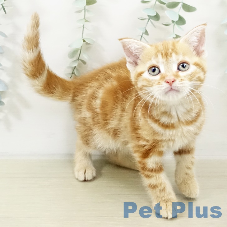 東京都のアメリカンショートヘアー (ペットプラス 日の出店/2025年9月18日生まれ/女の子/レッドタビー)の子猫