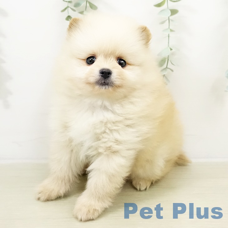 ポメラニアンの写真2