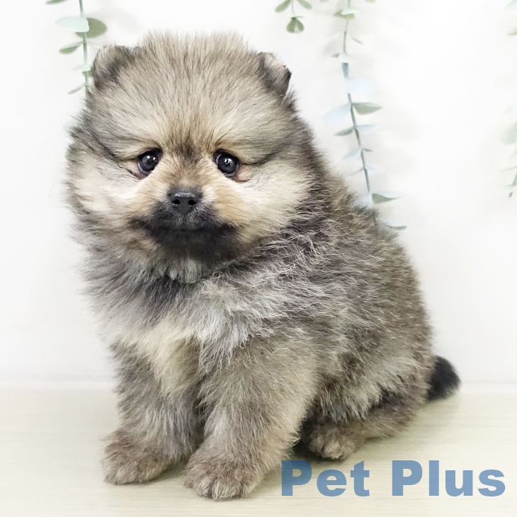 千葉県のポメラニアン (ペットプラス 幕張新都心店/2025年9月16日生まれ/女の子/ウルフセーブル)の子犬の1枚目の画像