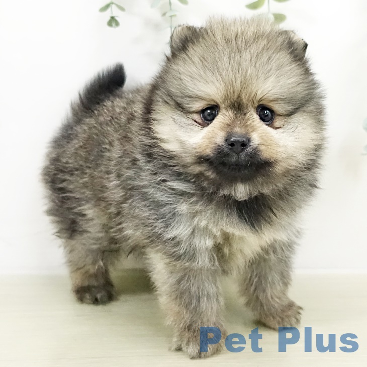 千葉県のポメラニアン (ペットプラス 幕張新都心店/2025年9月16日生まれ/女の子/ウルフセーブル)の子犬の2枚目の画像