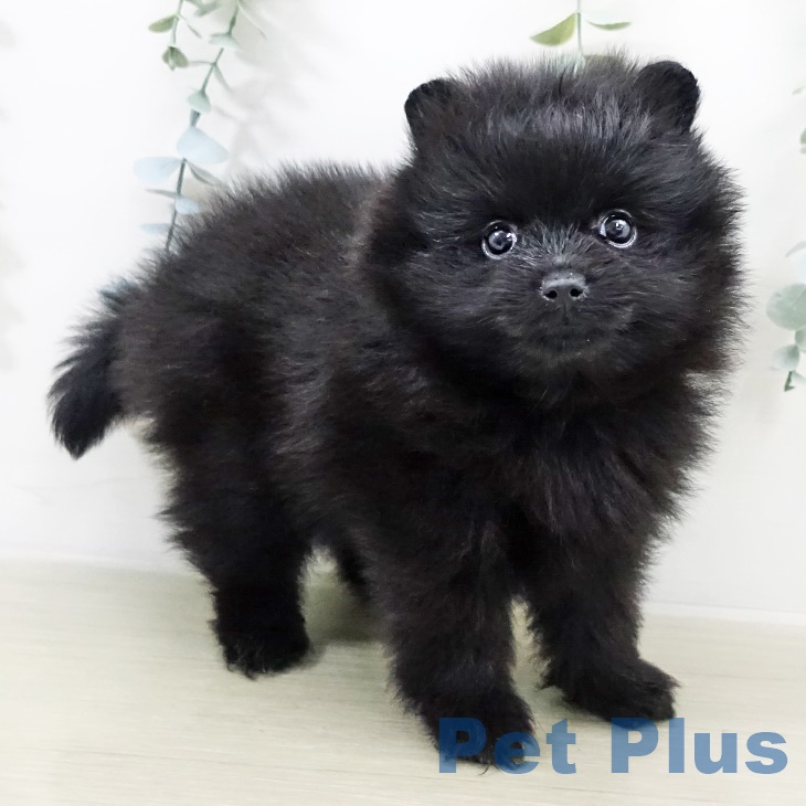 神奈川県のポメラニアン (ペットプラス 湘南平塚店/2025年9月16日生まれ/女の子/ブラック)の子犬の1枚目の画像