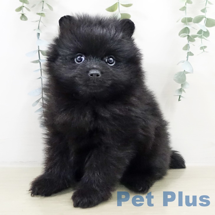 神奈川県のポメラニアン (ペットプラス 湘南平塚店/2025年9月16日生まれ/女の子/ブラック)の子犬の2枚目の画像