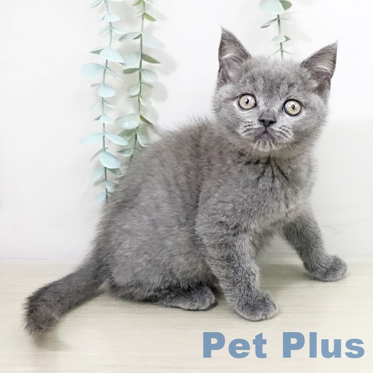 埼玉県のブリティッシュショートヘアー (ペットプラス ピオニウォーク東松山店/2025年9月18日生まれ/女の子/ブルー)の子猫