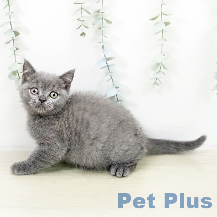 埼玉県のブリティッシュショートヘアー (ペットプラス ピオニウォーク東松山店/2025年9月18日生まれ/女の子/ブルー)の子猫の2枚目の画像