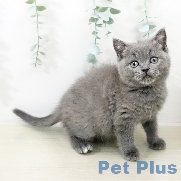 山形県のブリティッシュショートヘアー (ペットプラス 天童店/2025年9月18日生まれ/女の子/ブルー)の子猫の1枚目の画像