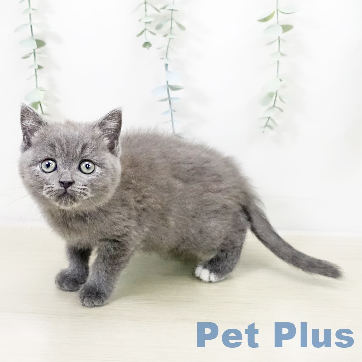 山形県のブリティッシュショートヘアー (ペットプラス 天童店/2025年9月18日生まれ/女の子/ブルー)の子猫の2枚目の画像