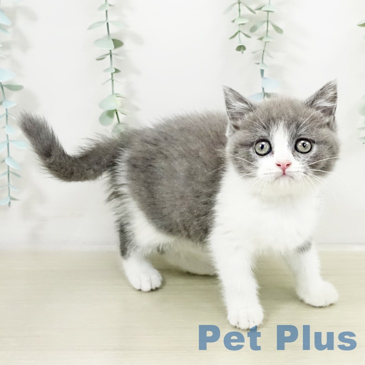 埼玉県のブリティッシュショートヘアー (ペッツワン 新座店/2025年9月18日生まれ/女の子/ブルーホワイト)の子猫の1枚目の画像