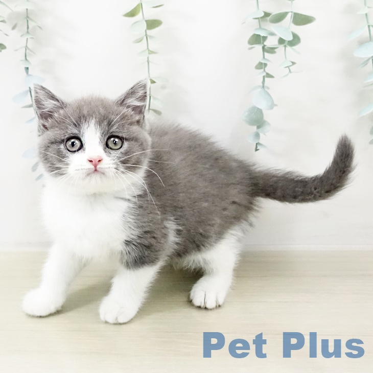 埼玉県のブリティッシュショートヘアー (ペッツワン 新座店/2025年9月18日生まれ/女の子/ブルーホワイト)の子猫の2枚目の画像