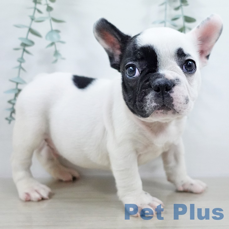 茨城県のフレンチブルドッグ (ペットプラス つくば店/2025年9月18日生まれ/男の子/パイド)の子犬