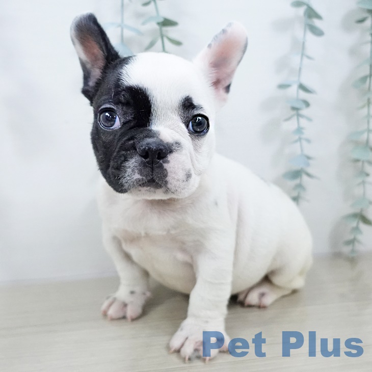 茨城県のフレンチブルドッグ (ペットプラス つくば店/2025年9月18日生まれ/男の子/パイド)の子犬の2枚目の画像