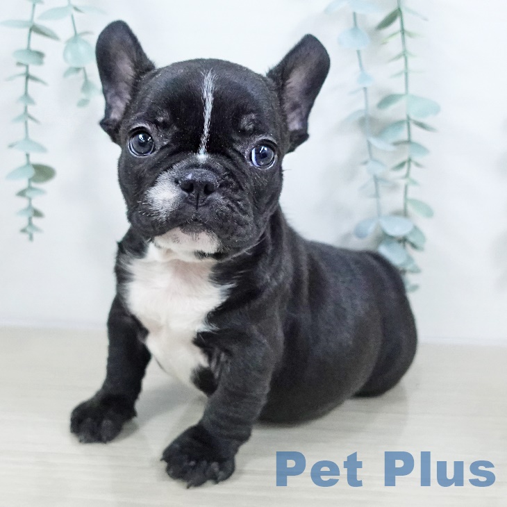 フレンチ・ブルドッグの写真2