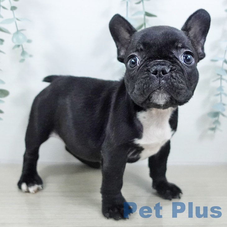 神奈川県のフレンチブルドッグ (ペットプラス 座間店/2025年9月18日生まれ/女の子/ブリンドル)の子犬の1枚目の画像