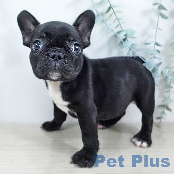 神奈川県のフレンチブルドッグ (ペットプラス 座間店/2025年9月18日生まれ/女の子/ブリンドル)の子犬の2枚目の画像