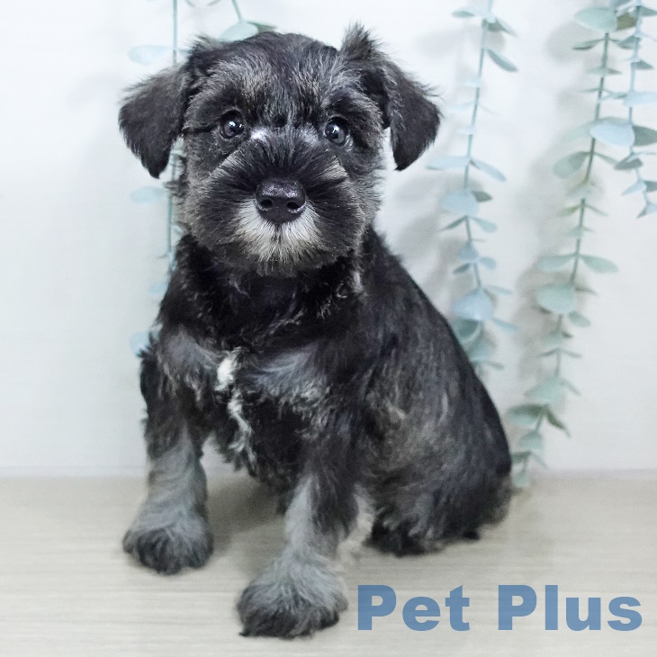 ミニチュア・シュナウザー