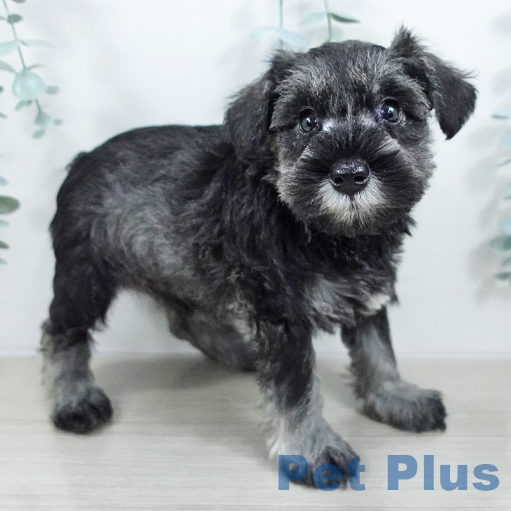 ミニチュア・シュナウザーの写真2