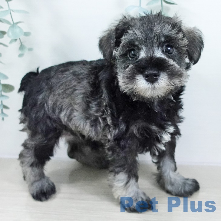 ミニチュア・シュナウザーの写真2