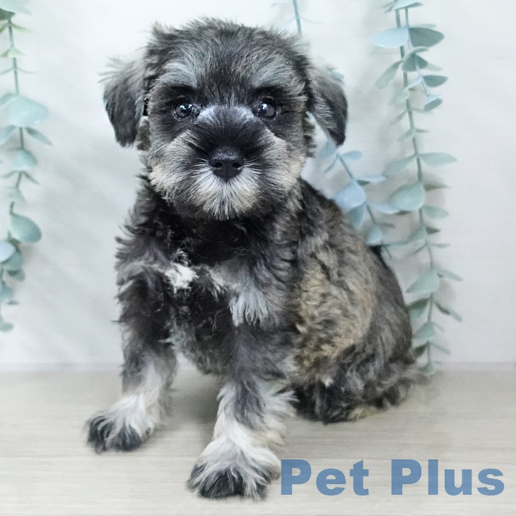 茨城県のミニチュアシュナウザー (ペットプラス つくば店/2025年9月18日生まれ/女の子/ソルトペッパー)の子犬の1枚目の画像