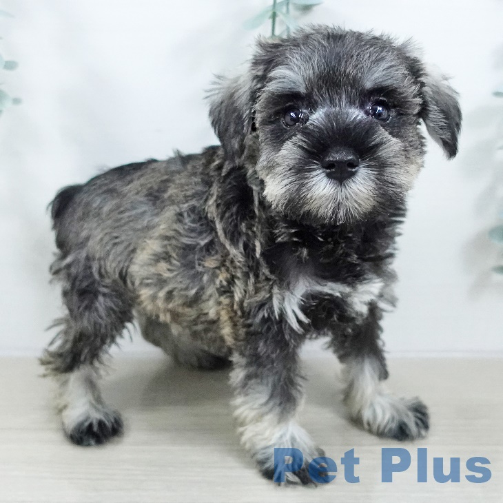 茨城県のミニチュアシュナウザー (ペットプラス つくば店/2025年9月18日生まれ/女の子/ソルトペッパー)の子犬の2枚目の画像