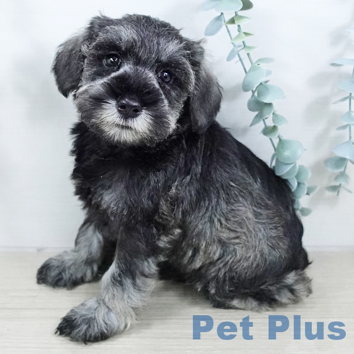 ミニチュア・シュナウザー