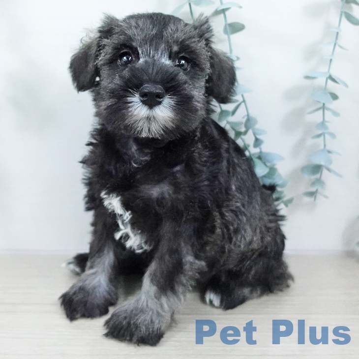 ミニチュア・シュナウザー