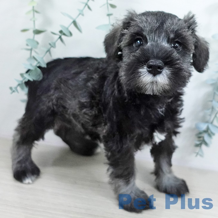 ミニチュア・シュナウザーの写真2