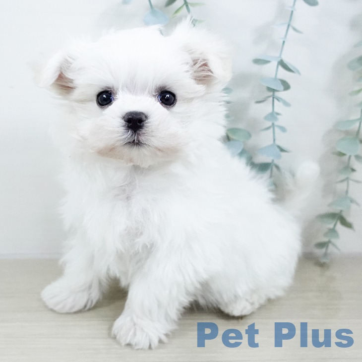 東京都のマルチーズ (ペットプラス 東久留米店/2025年9月18日生まれ/男の子/ホワイト)の子犬の1枚目の画像