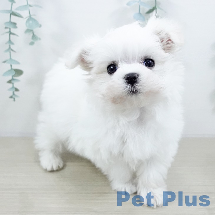東京都のマルチーズ (ペットプラス 東久留米店/2025年9月18日生まれ/男の子/ホワイト)の子犬の2枚目の画像