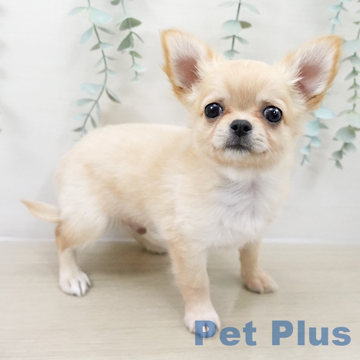 福島県のチワワ(ロング) (ペットプラス イオンタウン郡山店/2025年9月7日生まれ/男の子/クリーム)の子犬の1枚目の画像