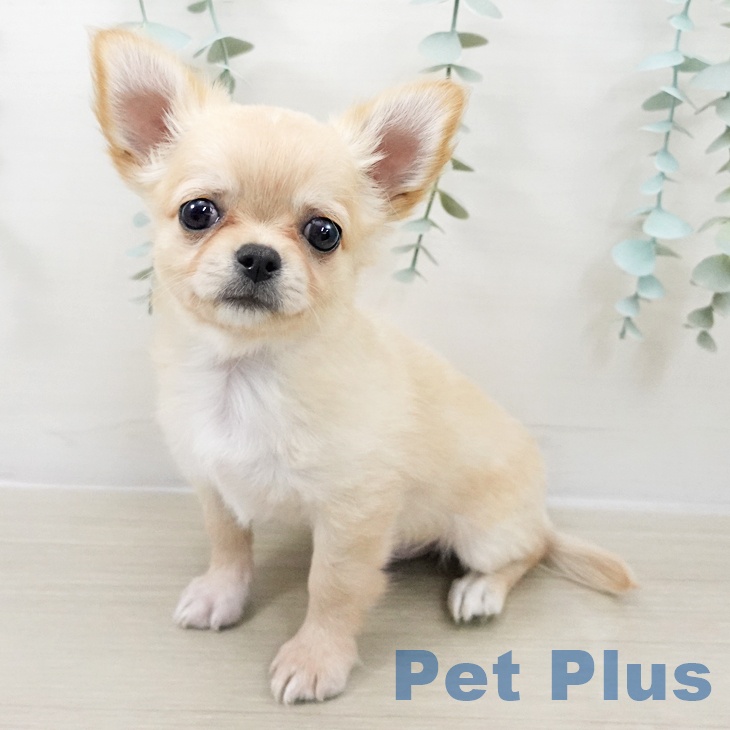 福島県のチワワ(ロング) (ペットプラス イオンタウン郡山店/2025年9月7日生まれ/男の子/クリーム)の子犬の2枚目の画像