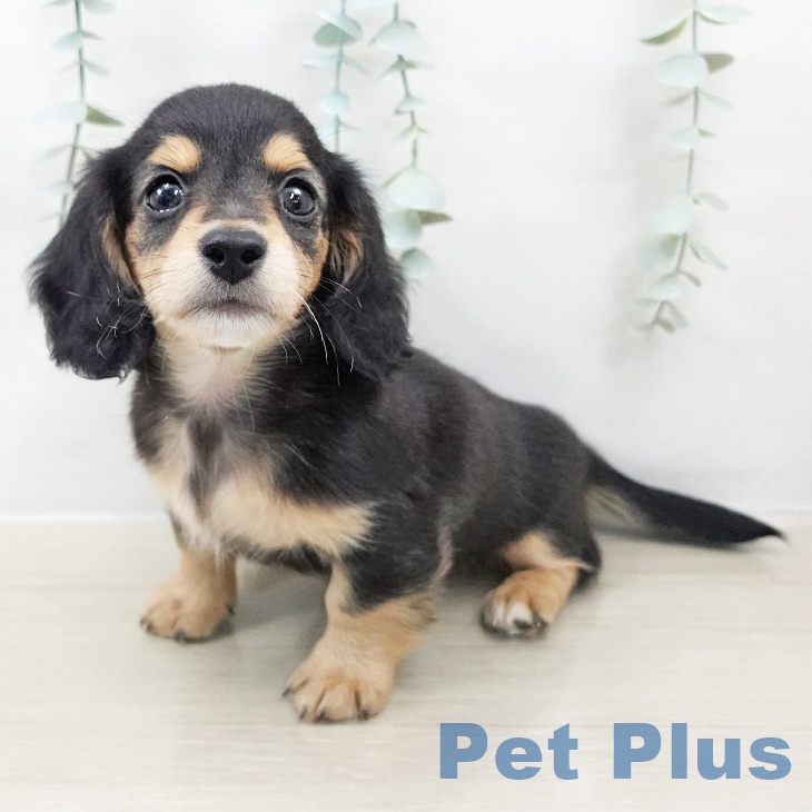 ミニチュア・ダックスフンド