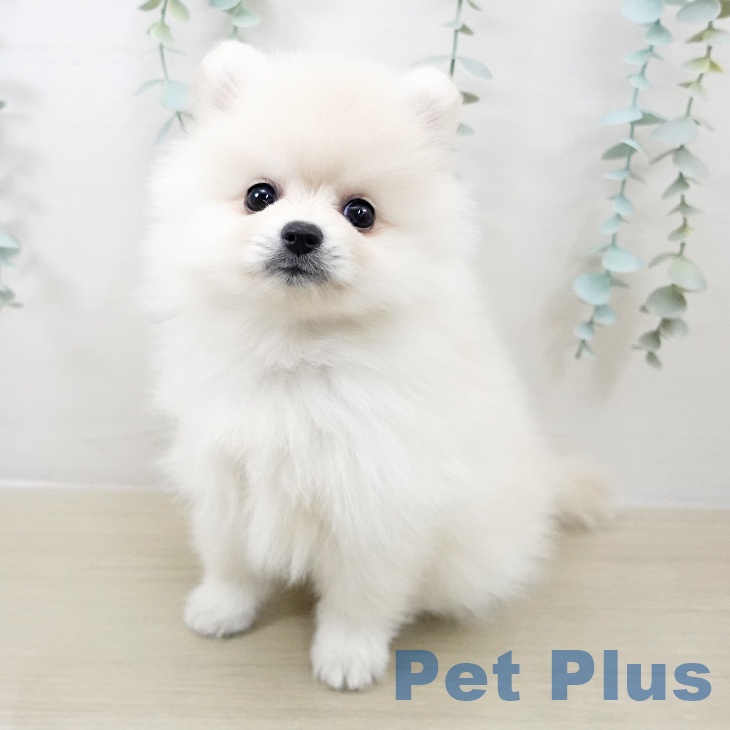 千葉県のポメラニアン (ペットプラス 幕張新都心店/2025年9月19日生まれ/女の子/クリーム)の子犬の1枚目の画像