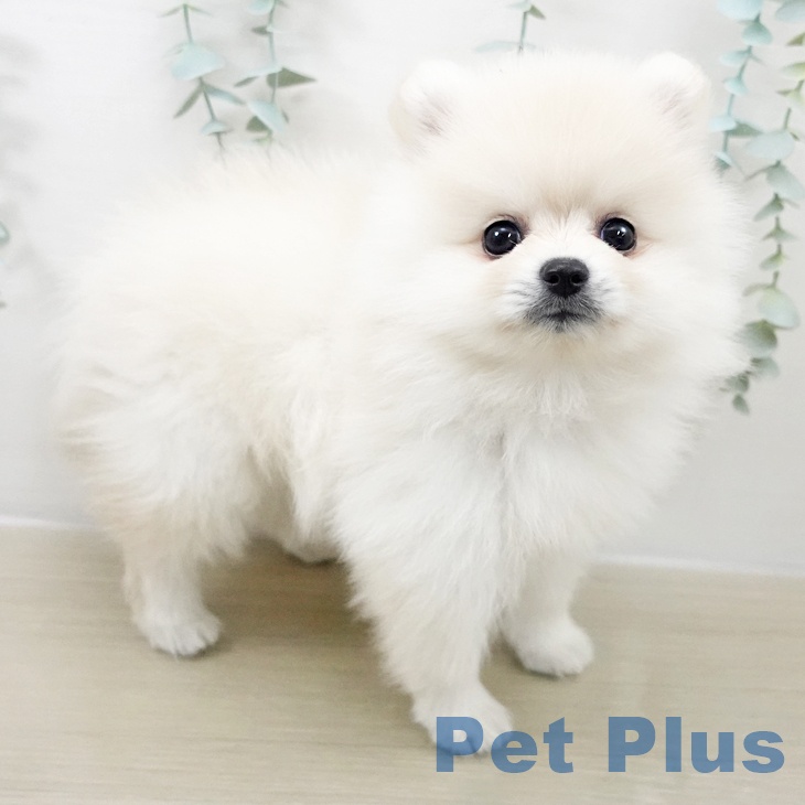 千葉県のポメラニアン (ペットプラス 幕張新都心店/2025年9月19日生まれ/女の子/クリーム)の子犬の2枚目の画像