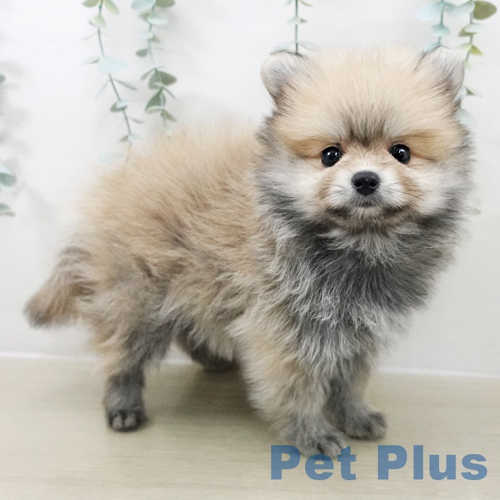 ポメラニアンの写真2