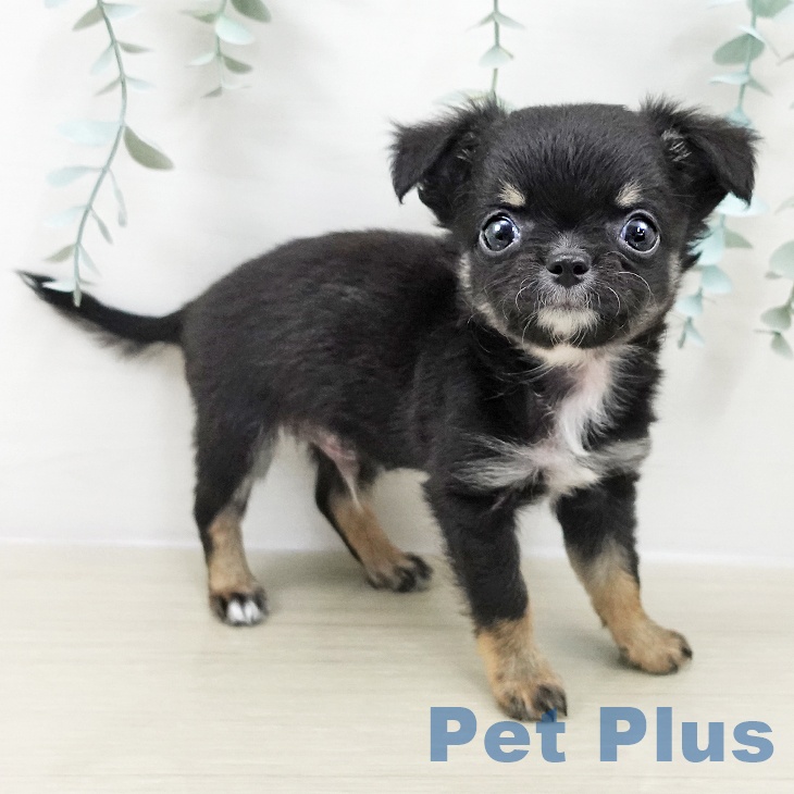 宮城県のチワワ(ロング) (ペットプラス 仙台上杉店/2025年9月15日生まれ/男の子/ブラックタンホワイト)の子犬の1枚目の画像