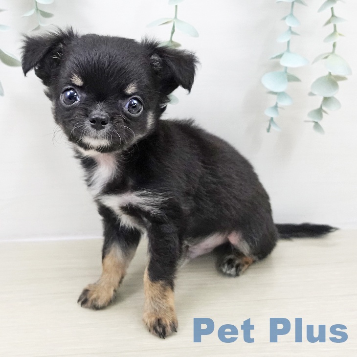 宮城県のチワワ(ロング) (ペットプラス 仙台上杉店/2025年9月15日生まれ/男の子/ブラックタンホワイト)の子犬の2枚目の画像