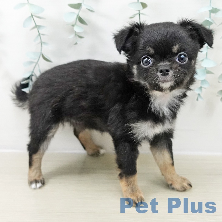 東京都のチワワ(ロング) (ペッツワン 南砂町SUNAMO店/2025年9月15日生まれ/女の子/ブラックタンホワイト)の子犬の1枚目の画像