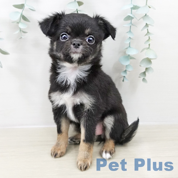 東京都のチワワ(ロング) (ペッツワン 南砂町SUNAMO店/2025年9月15日生まれ/女の子/ブラックタンホワイト)の子犬の2枚目の画像