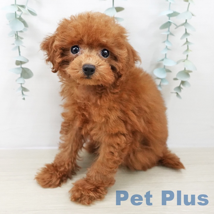 東京都のトイプードル(トイ) (ペットプラス 東久留米店/2025年9月12日生まれ/女の子/レッド)の子犬の1枚目の画像
