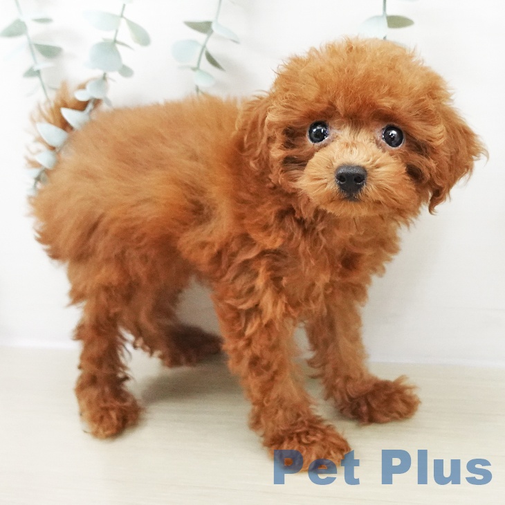 東京都のトイプードル(トイ) (ペットプラス 東久留米店/2025年9月12日生まれ/女の子/レッド)の子犬の2枚目の画像